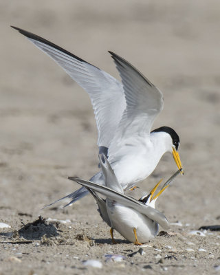 Least_Tern_about_to_mate_and_slide_fish_in_her_mouth.jpg
