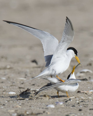 Least_Tern_about_to_mate_and_give_her_the_fish.jpg