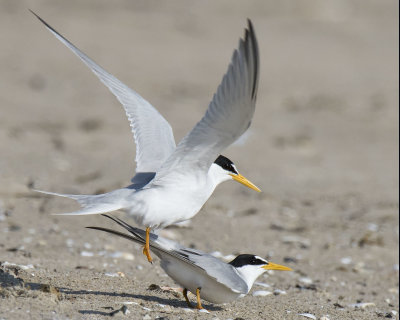 Least_Tern_jumps_off_after_mating.jpg