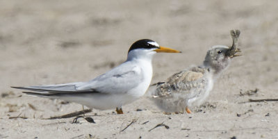 Least_Tern_baby_tries_to_swallow_fish_with_dad.jpg