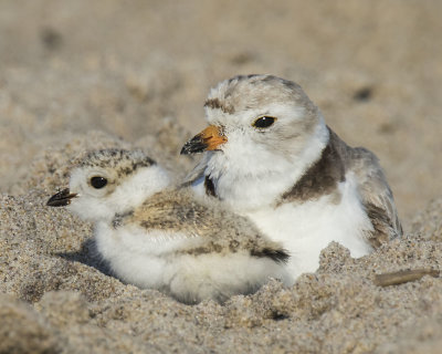 Piping_Plover_rests_in_sand_hole_with_baby.jpg