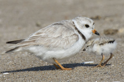 Piping_Plover_baby_greets_mom.jpg