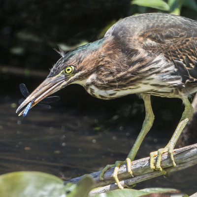 Green_Heron_juvenile_with_dragonfly.jpg