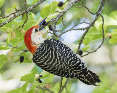 Redbellied_Woodpecker_with_mulberry.jpg