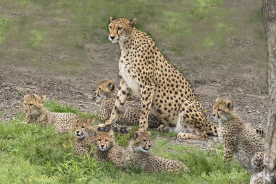Cheetah_and_6_cubs_cloned_background.jpg