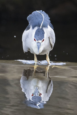 Black_Crowned_Night_Heron_stares_with_reflection.jpg