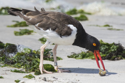 American_Oystercatcher_with_crab.jpg