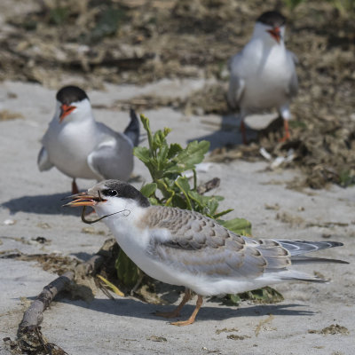 Common_Tern_with_fish_and_parents.jpg