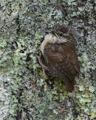 Carolina_Wren_fledgling_on_tree_trunk.jpg