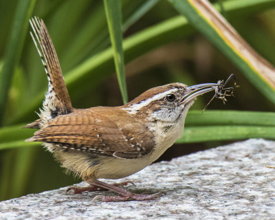 Carolina_Wren_with_insect.jpg