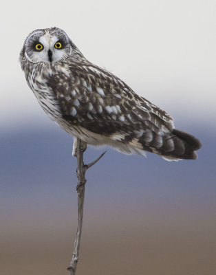 Shorteared_Owl_stares_from_branch.jpg