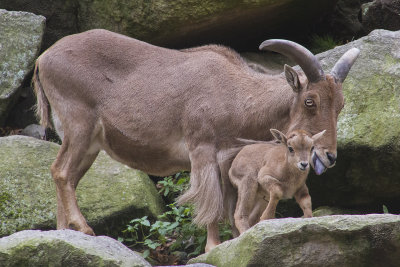 Barbary_Sheep_licks_newborn_lamb.jpg