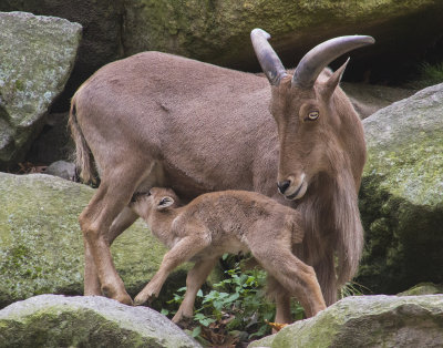 Barbary_Sheep_watches_newborn_lamb_suckle.jpg