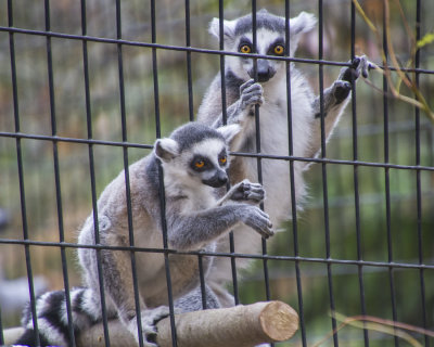 Ringtailed_Lemur_baby_leaving_enclosure.jpg