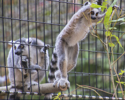 Ringtailed_Lemur_baby_jumps_out_and_up.jpg