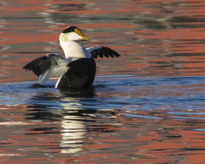 Eider_flaps_in_boat_reflections.jpg