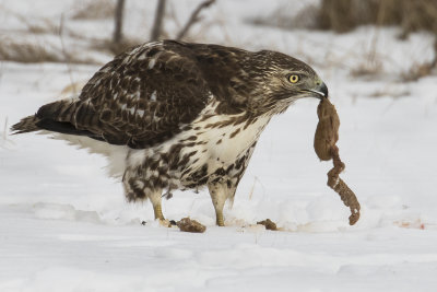 Redtailed_Hawk_with_prey_remains.jpg