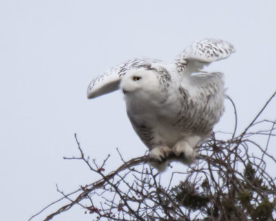 Snowy_Owl_about_to_take_off.jpg