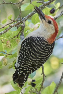 Redbellied_Woodpecker_on_Mulberry_tree.jpg