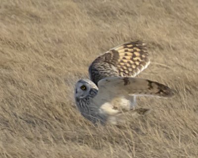 Short-eared Owl about to take off from marsh