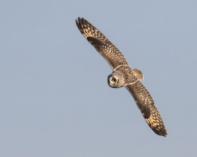 Short-eared Owl flying, blue sky