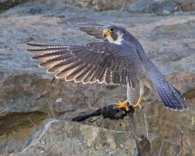 Peregrine taking off with crow.jpg