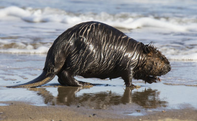 Beaver walks at the edge of the seashore