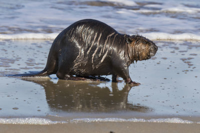 Beaver walks at the edge of the seashore