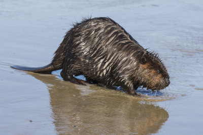 Beaver by the Seashore