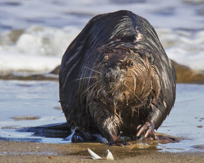 Beaver faces photographer after coming out of the ocean