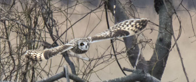 Short-eared Owl takes off from tree