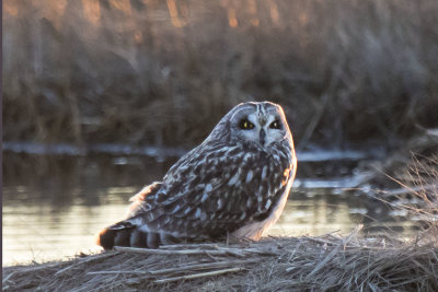 Short-eared sits on island at sunset