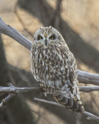 Short-eared stares from tree