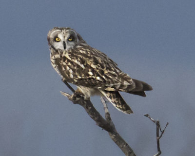 Short-eared stares from branch, blue sky