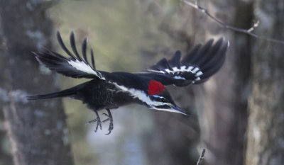 Pileated Woodpecker flying through woods