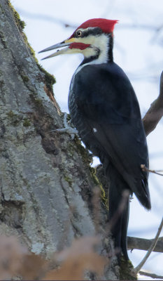 Pileated Woodpecker with insect from driveway tree
