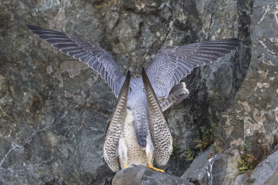 Peregrines mating