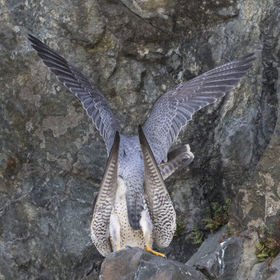 Peregrines mating