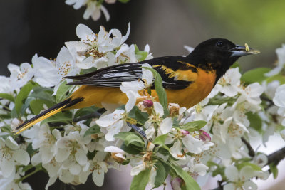 Oriole with caterpillar in flowers