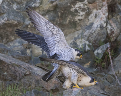 Peregrines mating