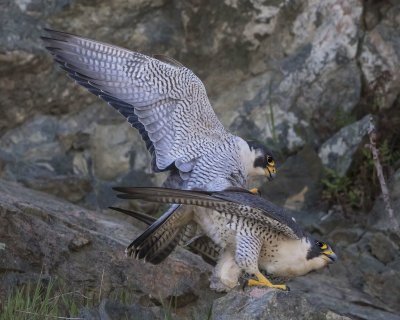 Peregrines mating