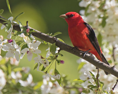 Scarlet Tanager in crab apple tree
