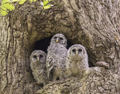 Barred Owl trio at hole