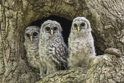 Barred Owl trio at hole