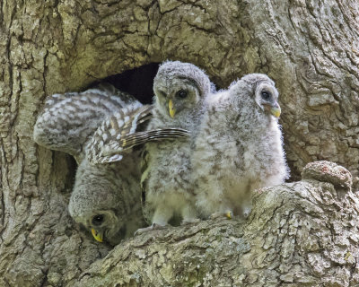Barred Owl trio at hole