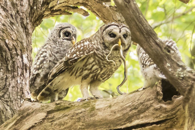 Barred Owl mom holds snake with 2 owlets nearby