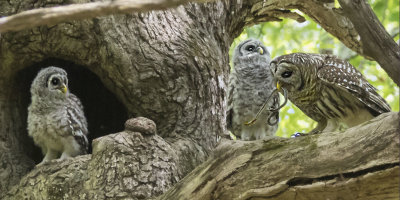 Barred Owl mom holds snake with 2 owlets nearby
