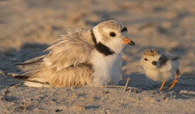 Piping Plover baby near mom at sunset