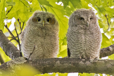 Screech Owl fledgling pair on branch