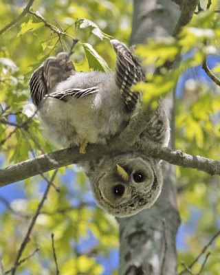 Barred Owlet looks down from branch